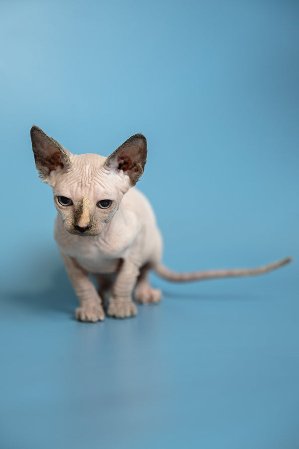 Monica | Canadian Sphynx Kitten