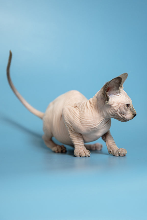 Monica | Canadian Sphynx Kitten