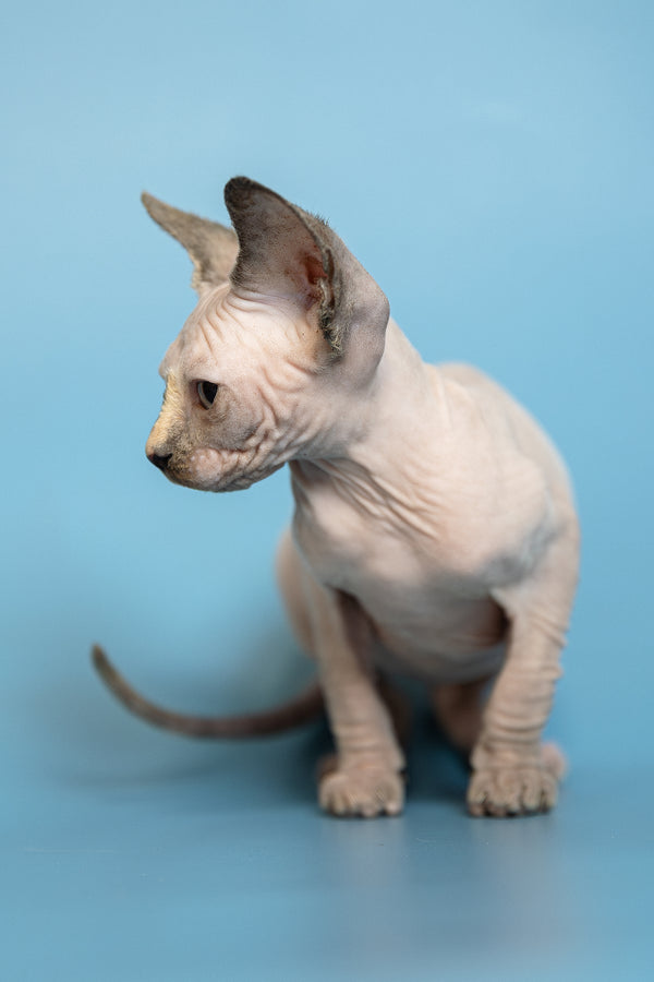 Monica | Canadian Sphynx Kitten