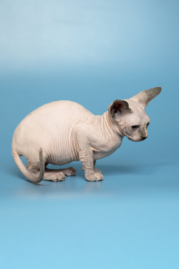 Monica | Canadian Sphynx Kitten