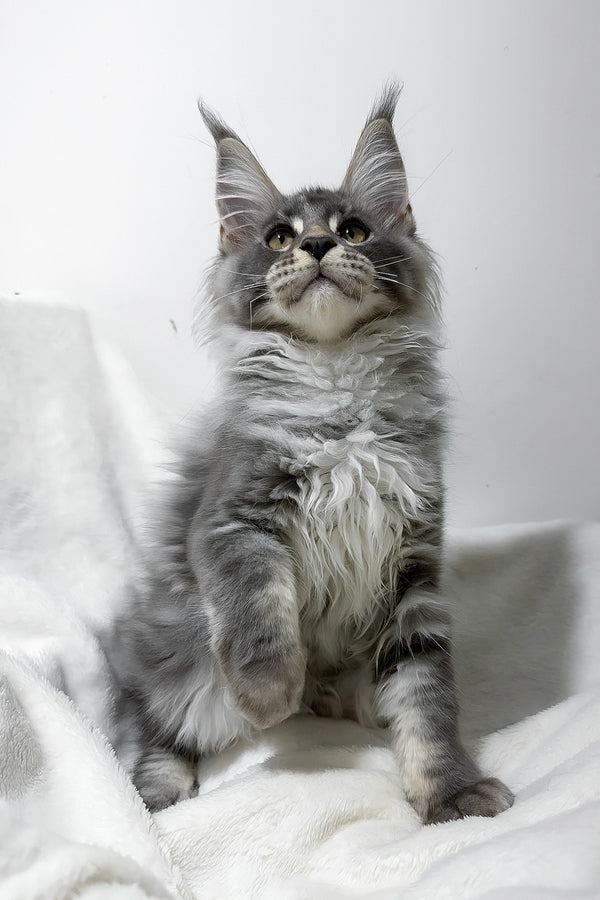Genesis | Maine Coon Kitten