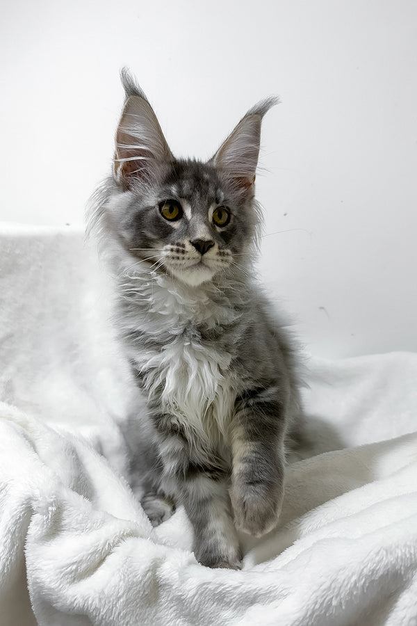 Genesis | Maine Coon Kitten