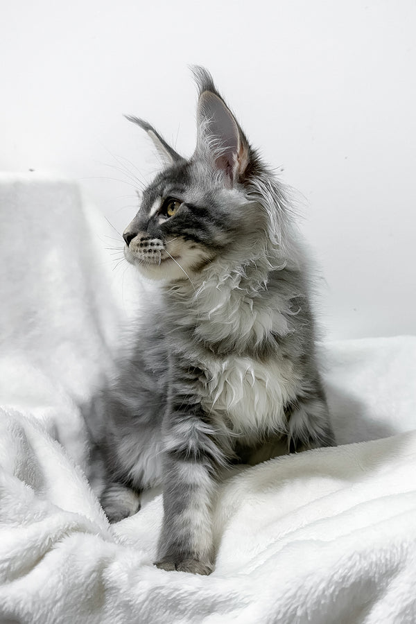 Genesis | Maine Coon Kitten