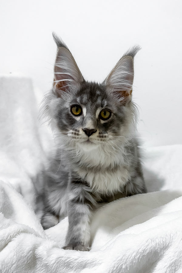 Genesis | Maine Coon Kitten