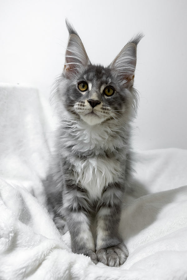 Genesis | Maine Coon Kitten