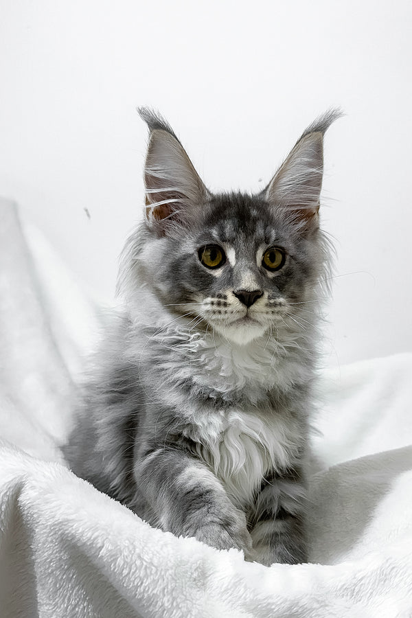 Genesis | Maine Coon Kitten