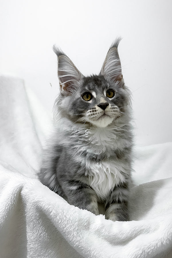 Genesis | Maine Coon Kitten