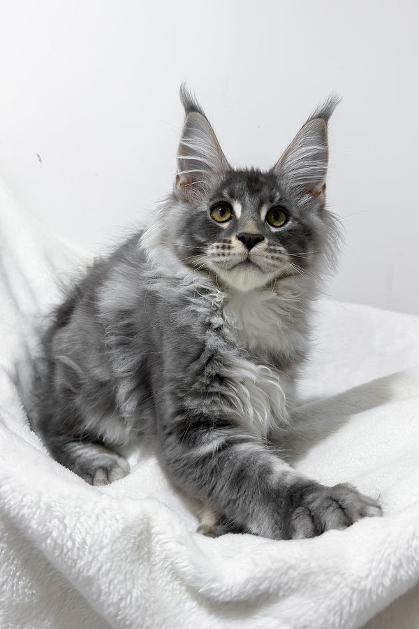 Genesis | Maine Coon Kitten