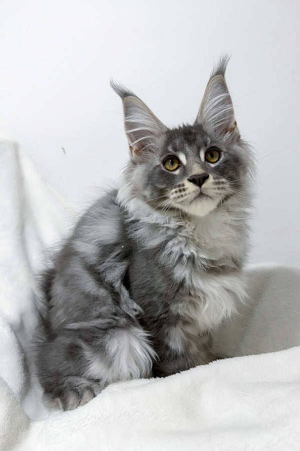 Genesis | Maine Coon Kitten