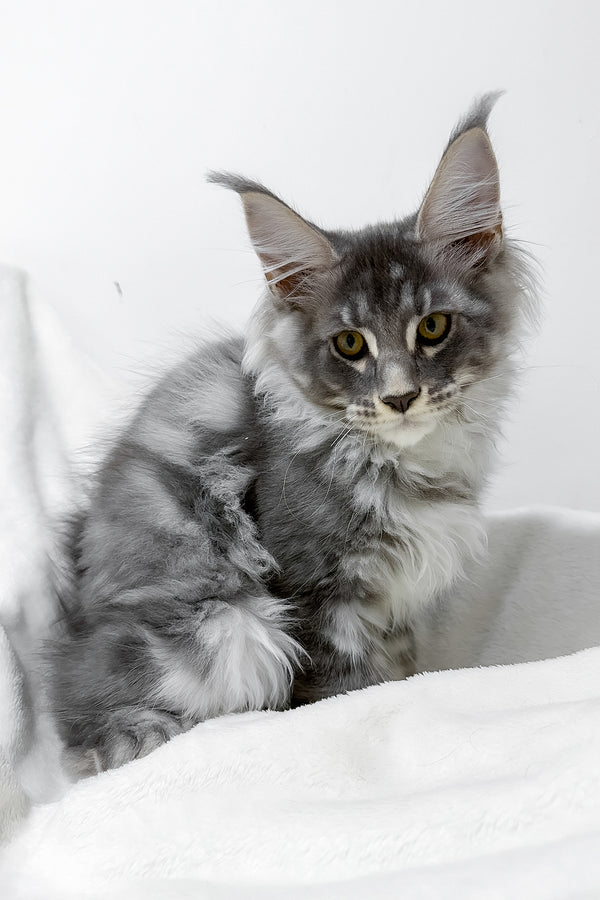Genesis | Maine Coon Kitten