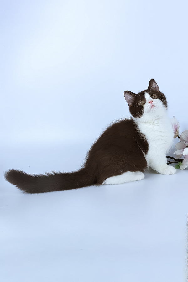 Elyha | Minuet Kitten