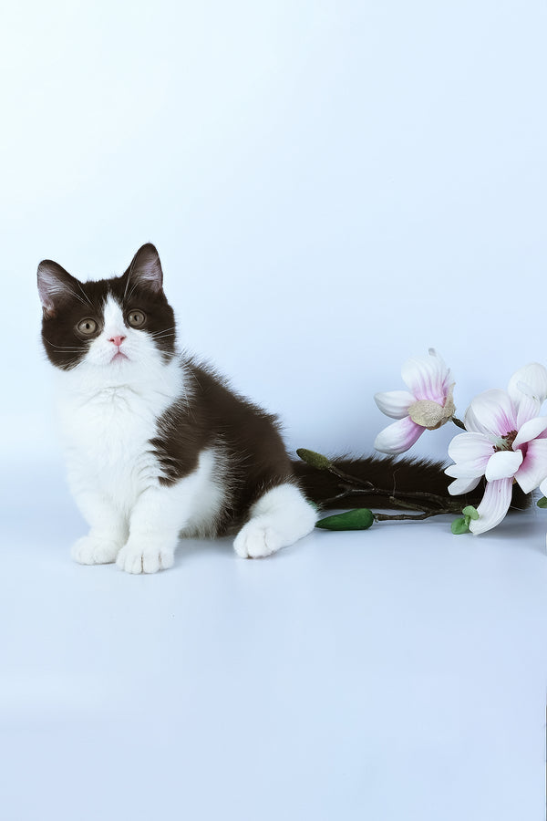 Elyha | Minuet Kitten
