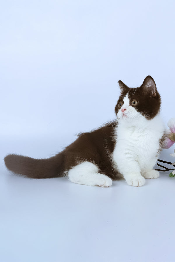 Elyha | Minuet Kitten