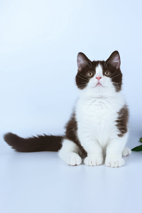 Elyha | Minuet Kitten
