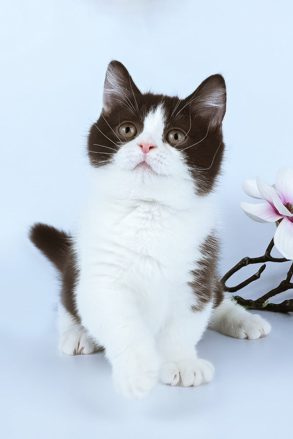 Elyha | Minuet Kitten
