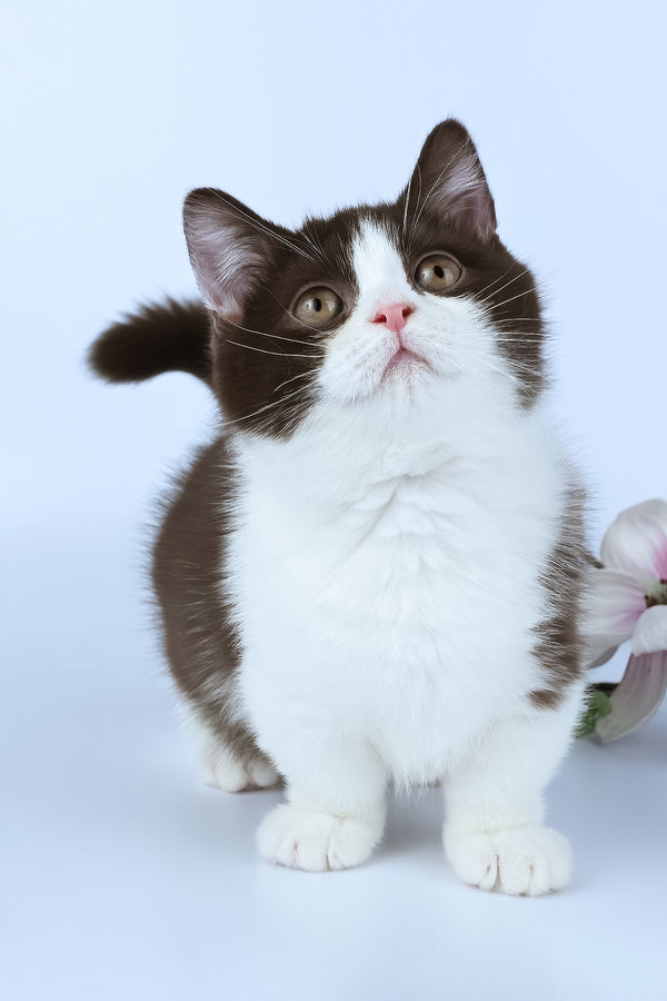 Elyha | Minuet Kitten