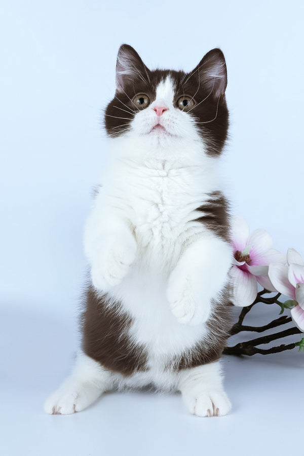 Elyha | Minuet Kitten