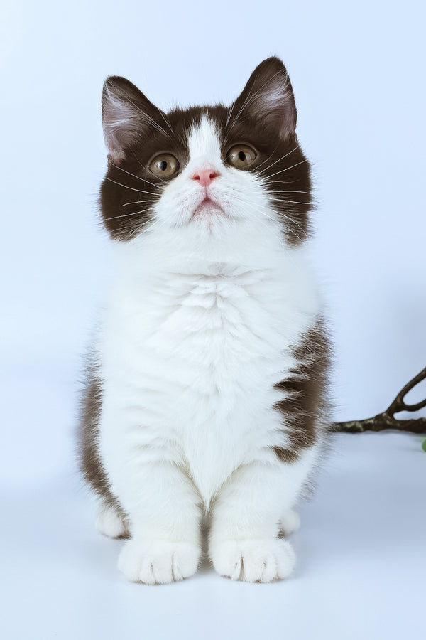 Elyha | Minuet Kitten