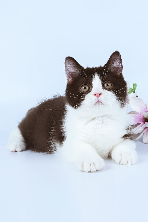 Elyha | Minuet Kitten