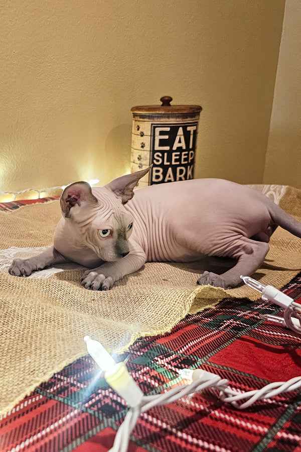 Jack | Sphynx Kitten