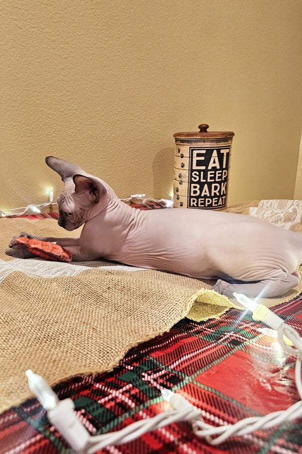 Jack | Sphynx Kitten