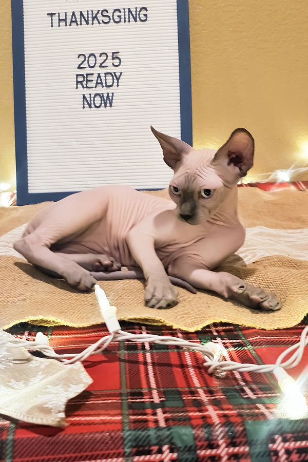Jack | Sphynx Kitten