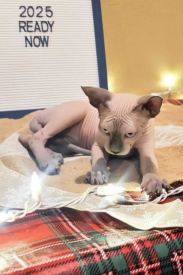 Jack | Sphynx Kitten