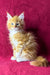 Mark | Maine Coon Kitten