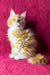 Mark | Maine Coon Kitten