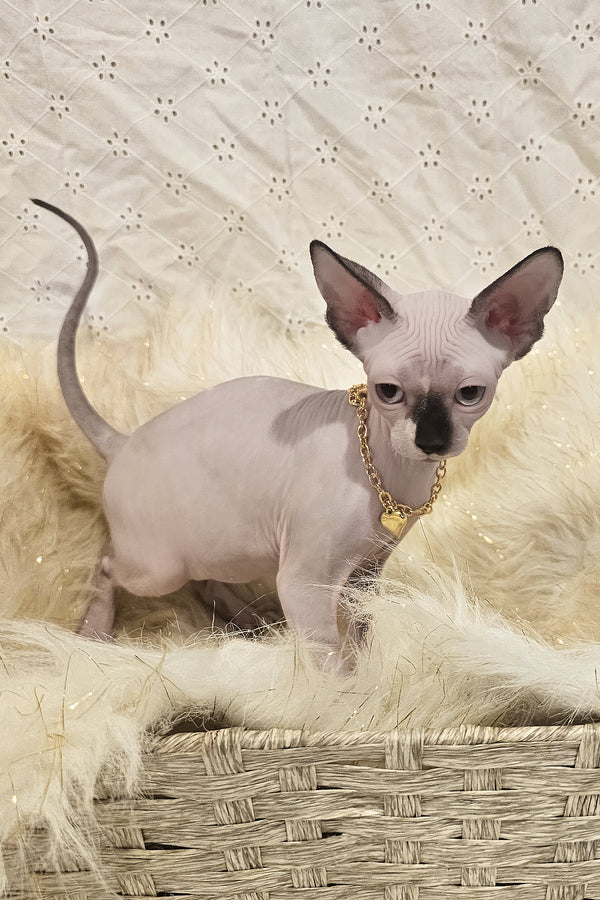 Missy | Canadian Sphynx Kitten