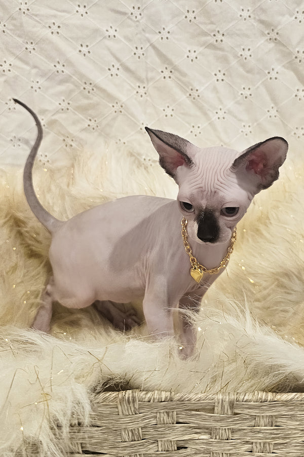 Missy | Canadian Sphynx Kitten