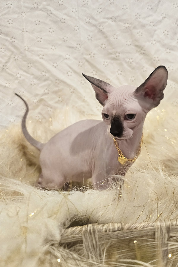 Missy | Canadian Sphynx Kitten