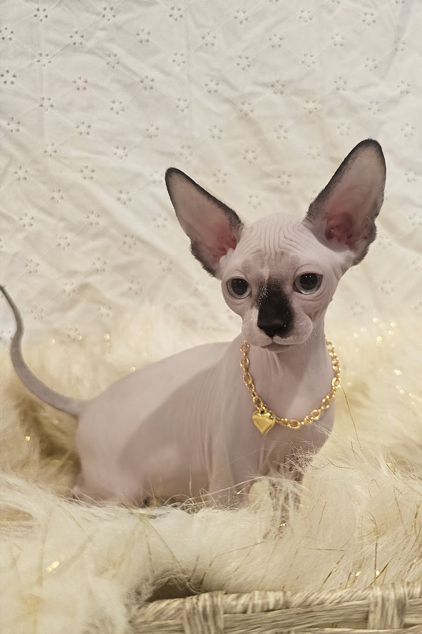 Missy | Canadian Sphynx Kitten