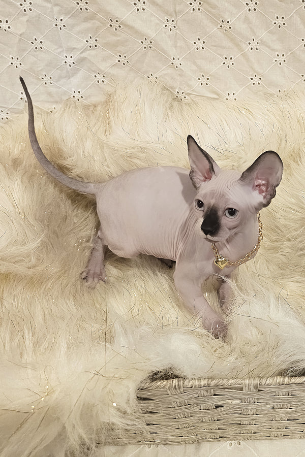 Missy | Canadian Sphynx Kitten