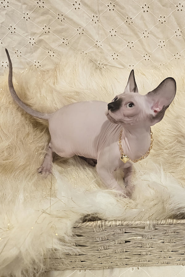 Missy | Canadian Sphynx Kitten