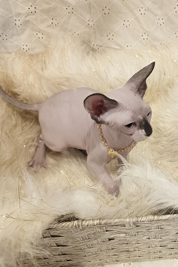 Missy | Canadian Sphynx Kitten