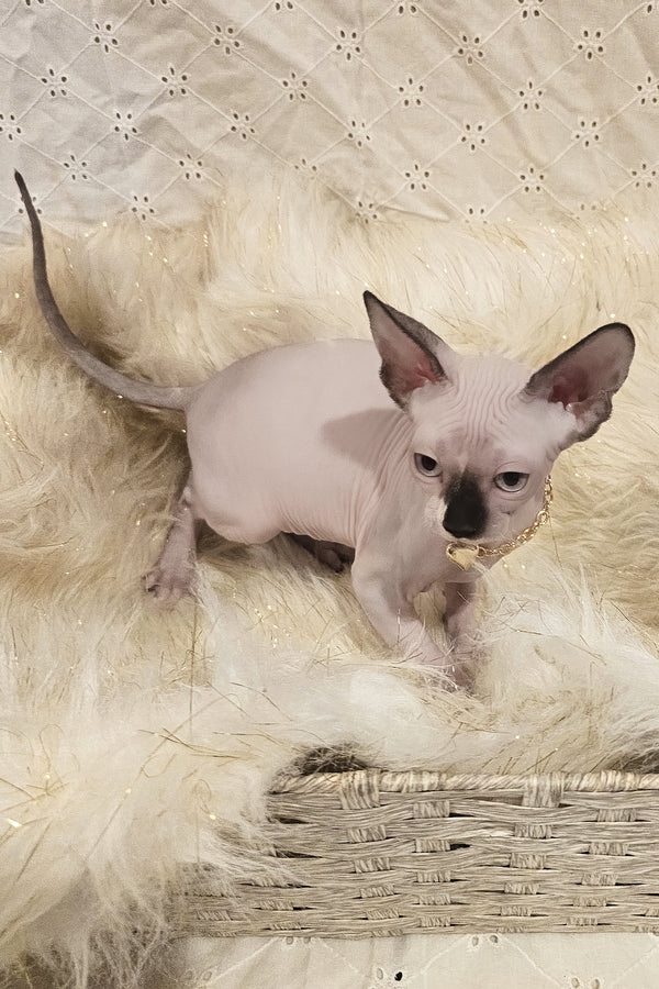 Missy | Canadian Sphynx Kitten