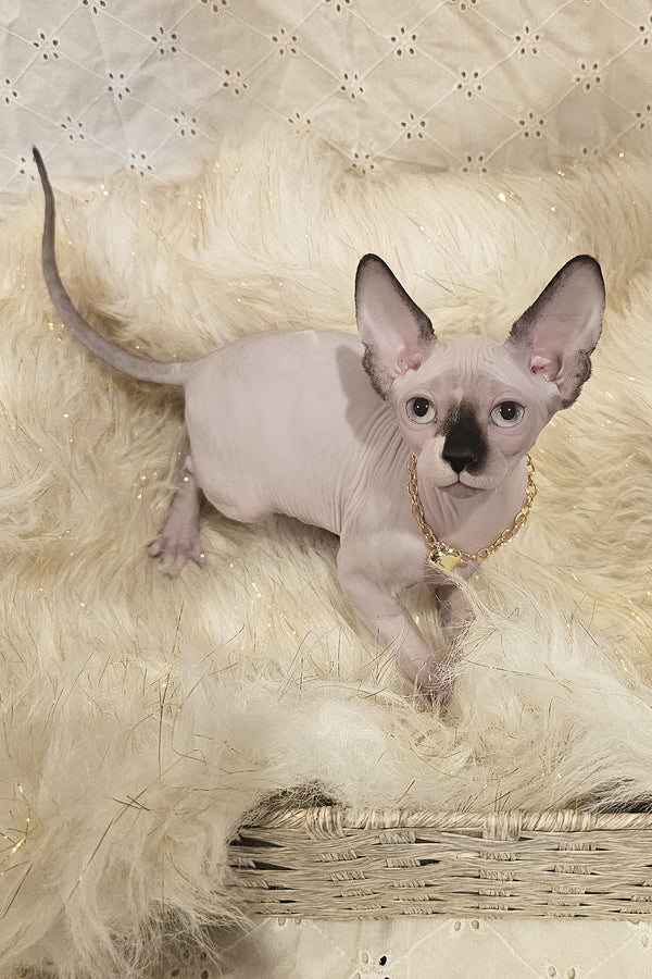 Missy | Canadian Sphynx Kitten