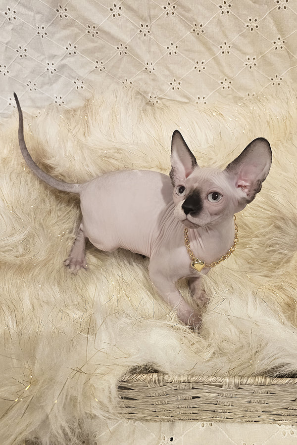 Missy | Canadian Sphynx Kitten