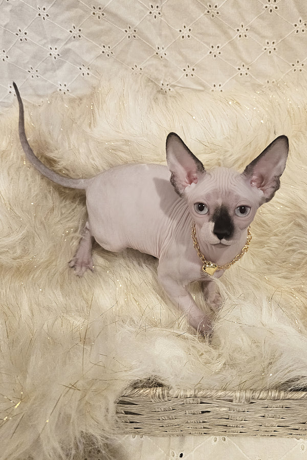 Missy | Canadian Sphynx Kitten