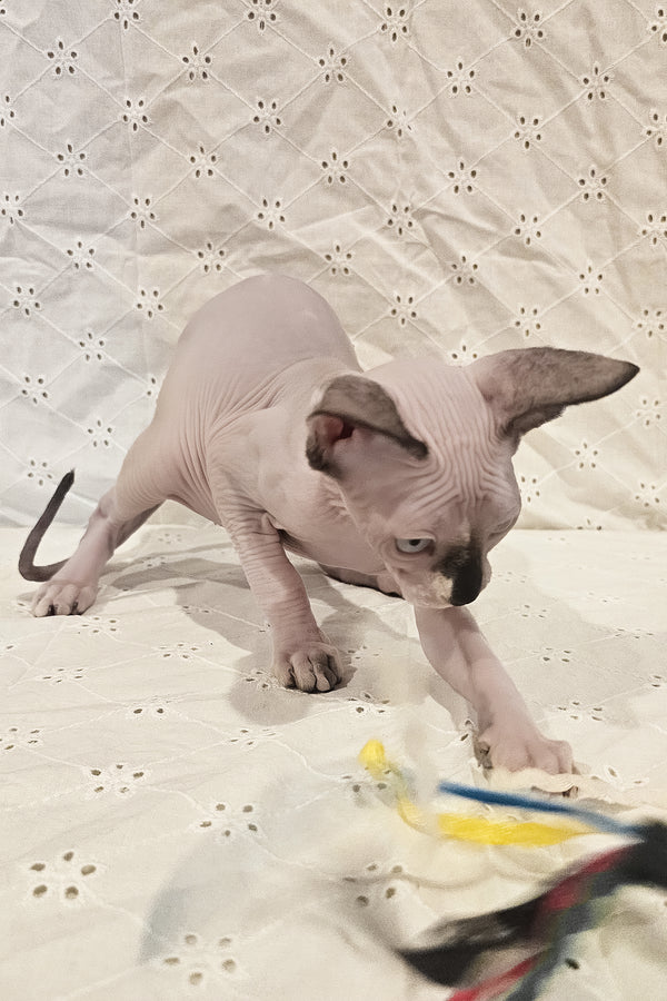 Missy | Canadian Sphynx Kitten