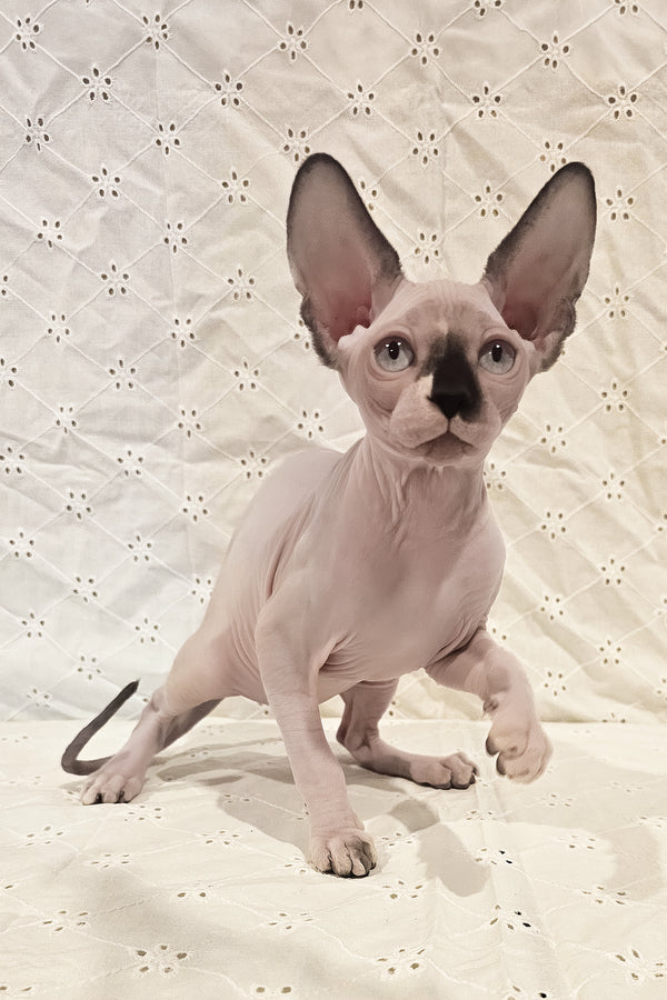 Missy | Canadian Sphynx Kitten