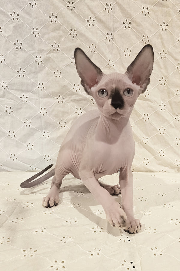 Missy | Canadian Sphynx Kitten