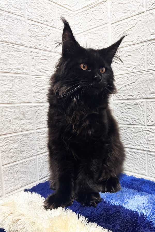 Night | Polydactyl Maine Coon