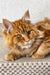 Orange | Maine Coon Kitten