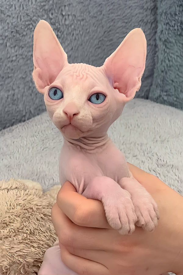 Sam | Canadian Sphynx Kitten