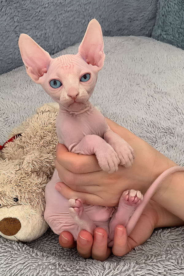Sam | Canadian Sphynx Kitten