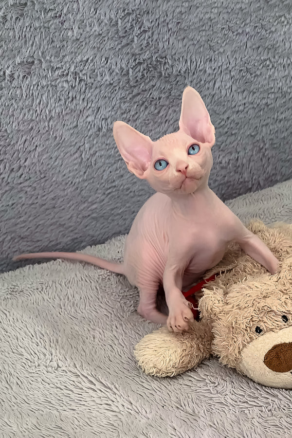 Sam | Canadian Sphynx Kitten