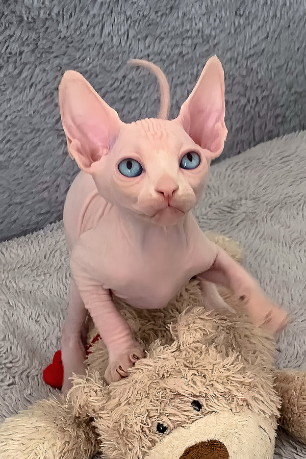 Sam | Canadian Sphynx Kitten