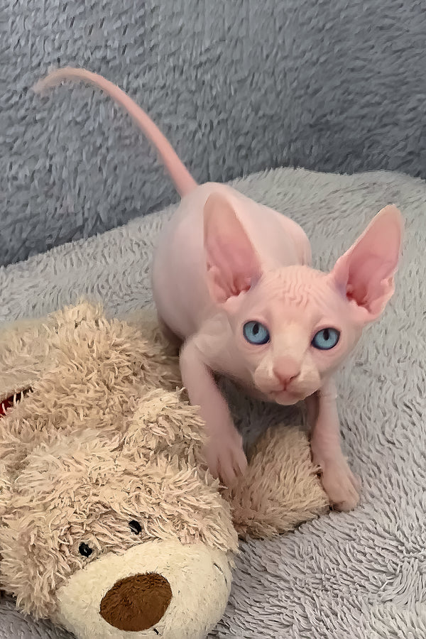 Sam | Canadian Sphynx Kitten